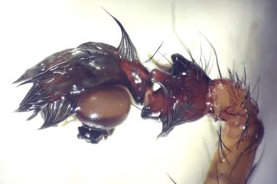 <i>Amaurobius fenestralis</i>