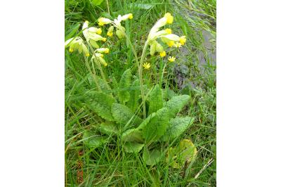 Primula veris