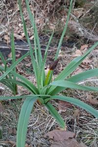 <i>Asphodelus albus</i>