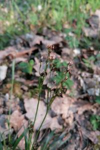 <i>Luzula forsteri</i>