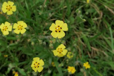 <i>Tuberaria guttata</i>