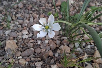 <i>Ornithogalum umbellatum</i>