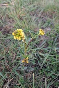 <i>Barbarea vulgaris</i>