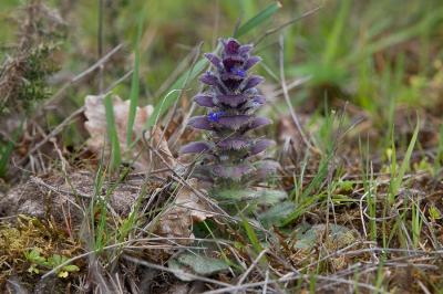 <i>Ajuga pyramidalis</i>