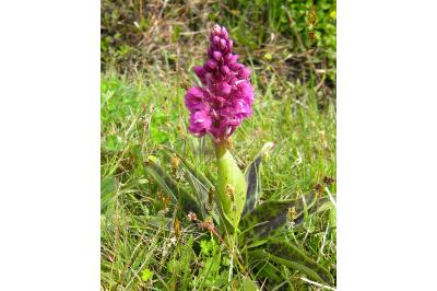 <i>Orchis mascula</i>