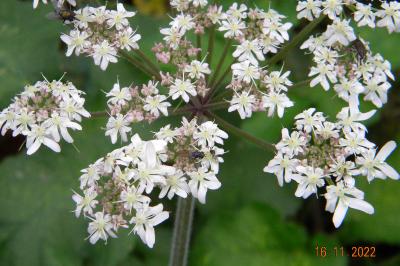 <i>Heracleum sphondylium</i>