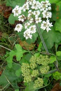 <i>Heracleum sphondylium</i>