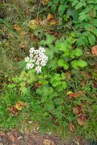 <i>Heracleum sphondylium</i>