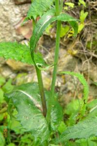 <i>Sonchus oleraceus</i>