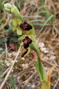 <i>Ophrys aranifera</i>