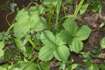 <i>Paris quadrifolia</i>