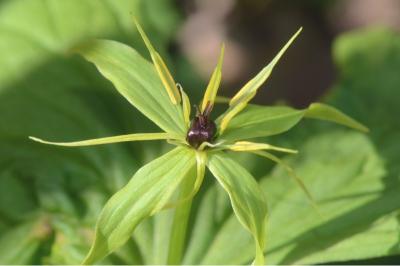 <i>Paris quadrifolia</i>
