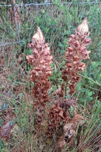 <i>Orobanche rapum-genistae</i>