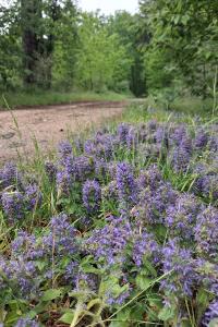 <i>Ajuga genevensis</i>