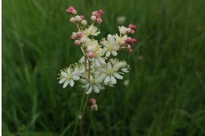 <i>Filipendula vulgaris</i>