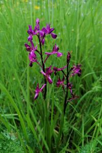 <i>Anacamptis laxiflora</i>