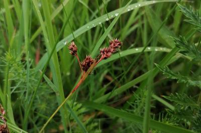 <i>Luzula campestris</i>