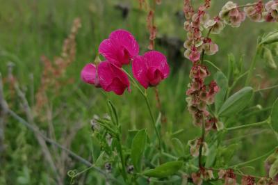 <i>Lathyrus tuberosus</i>