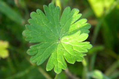 <i>Geranium molle</i>