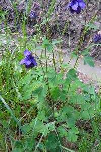 <i>Aquilegia vulgaris</i>