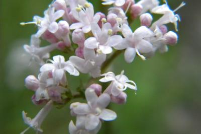 <i>Valeriana officinalis</i>