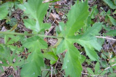 <i>Heracleum sphondylium</i>