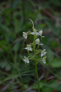 <i>Platanthera chlorantha</i>