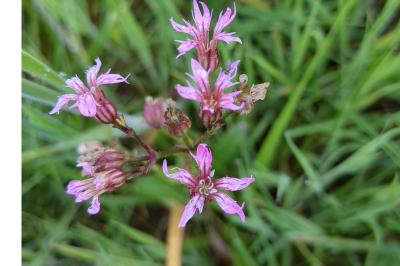 <i>Lychnis flos-cuculi</i>