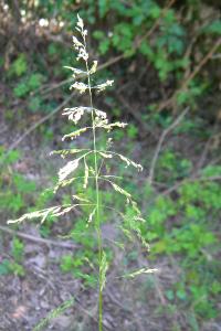 <i>Poa trivialis</i>