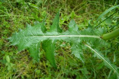 <i>Sonchus asper</i>