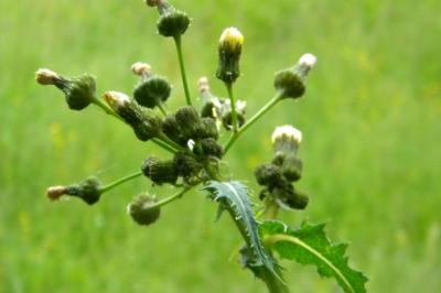 <i>Sonchus asper</i>