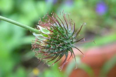 <i>Geum urbanum</i>