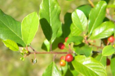 <i>Frangula alnus</i>