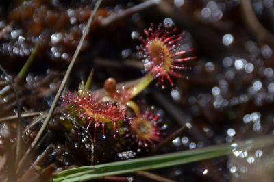 <i>Drosera rotundifolia</i>