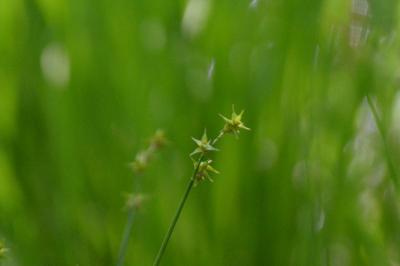 <i>Carex echinata</i>