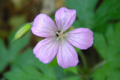 <i>Geranium endressii</i>