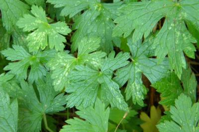 <i>Geranium endressii</i>