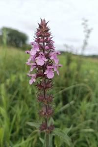 <i>Stachys palustris</i>