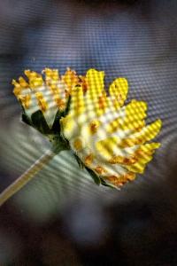<i>Anthyllis vulneraria</i>