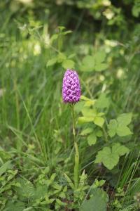 <i>Anacamptis pyramidalis</i>