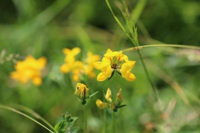 <i>Lotus pedunculatus</i>
