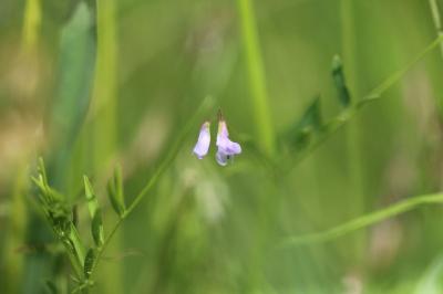 <i>Ervum tetraspermum</i>