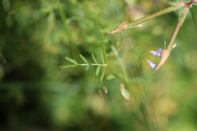 <i>Ervum tetraspermum</i>