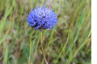 <i>Jasione montana</i>