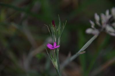 <i>Dianthus armeria</i>