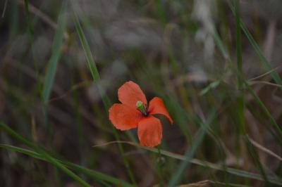 <i>Papaver rhoeas</i>