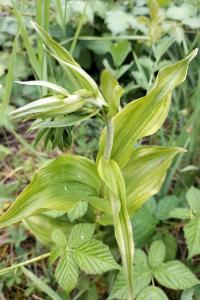 <i>Epipactis helleborine</i>