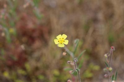 <i>Tuberaria guttata</i>