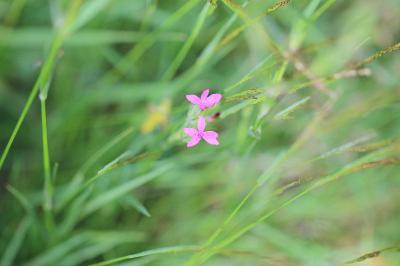 <i>Dianthus armeria</i>