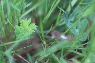 <i>Dianthus armeria</i>